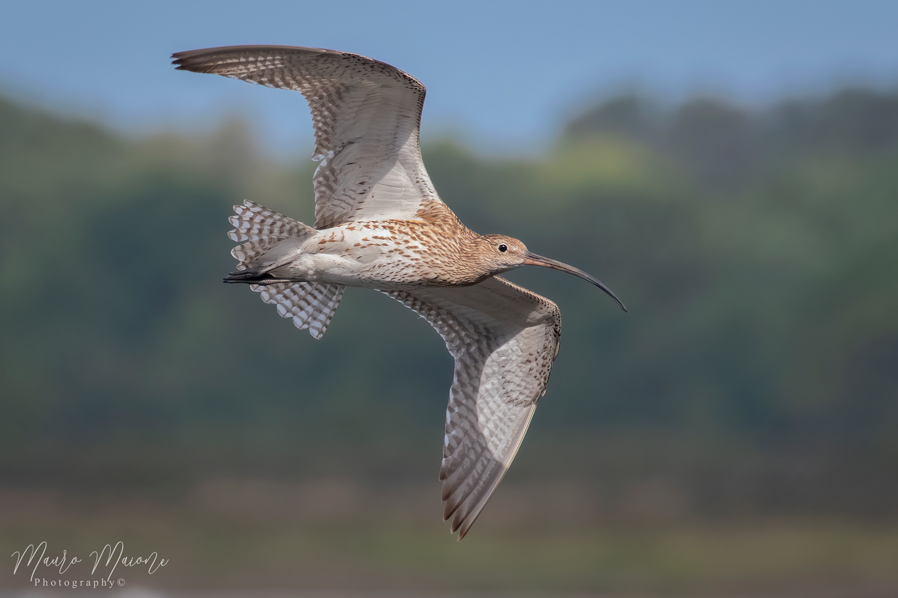Chiurlo maggiore (Numenius arquata)