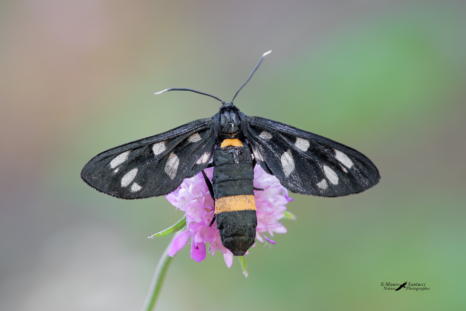 Amata-phegea_DSC0215