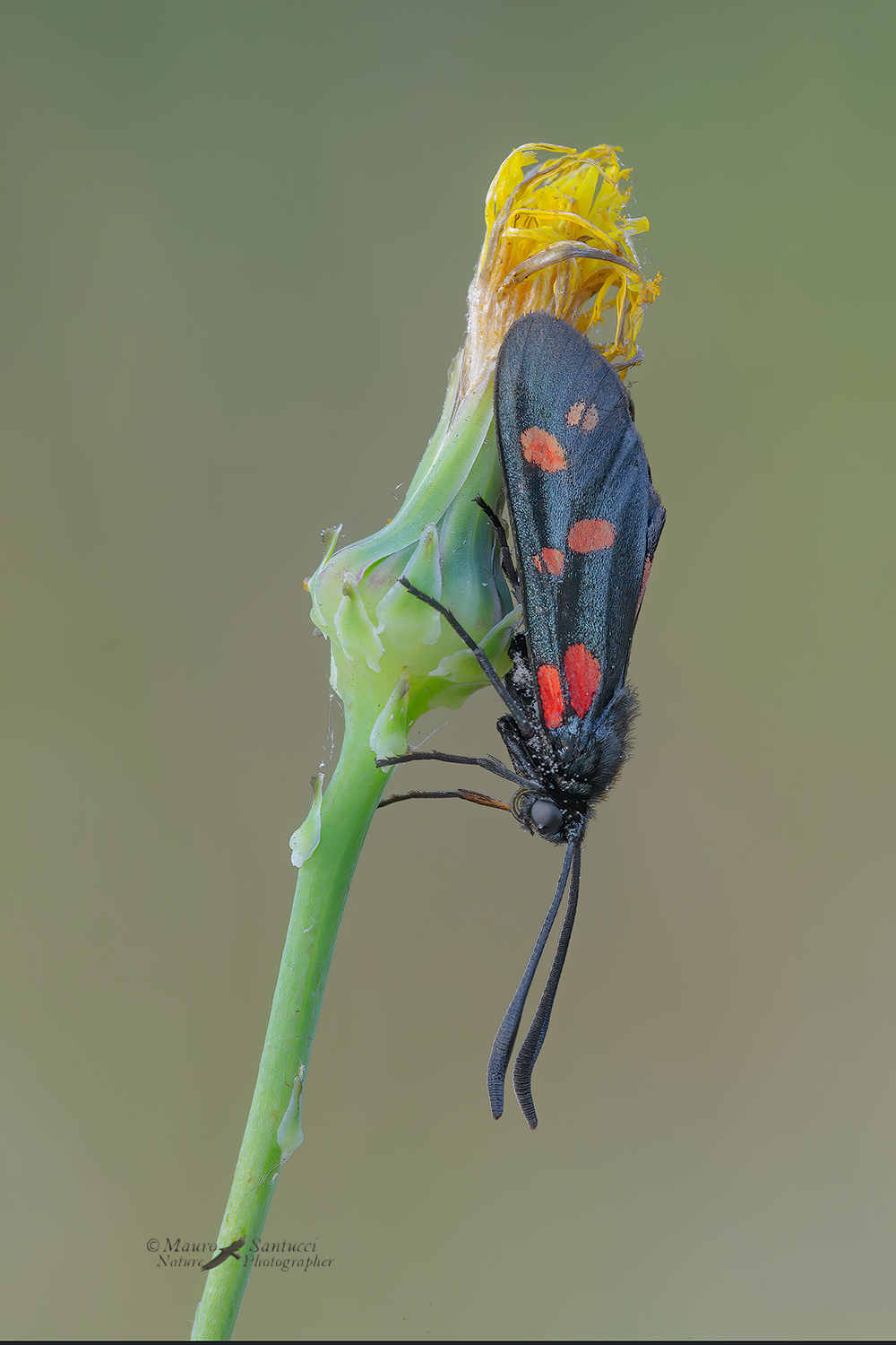 Zygaena-filipendulae_DSC0209