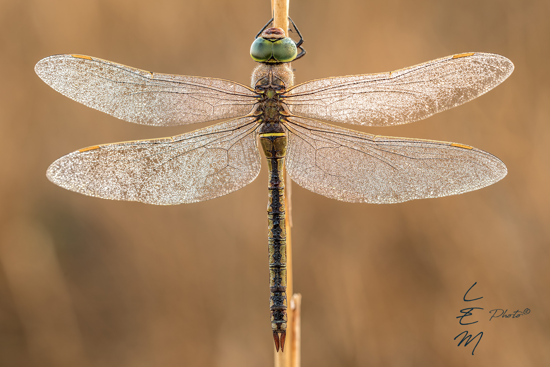 Anax parthenope (de S�lys Longchamps, 1815)