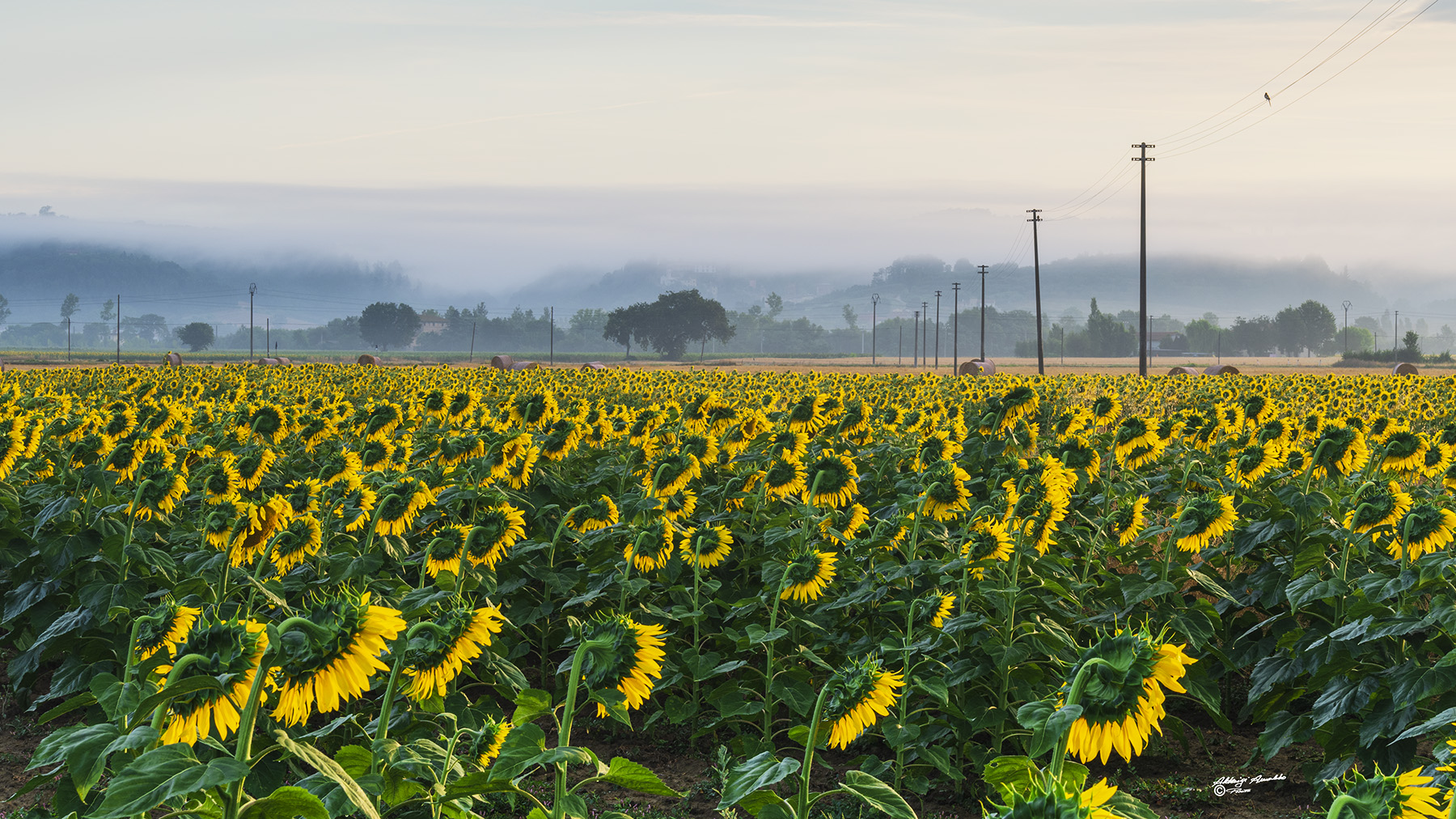 Inchino dei Girasoli all'alba..