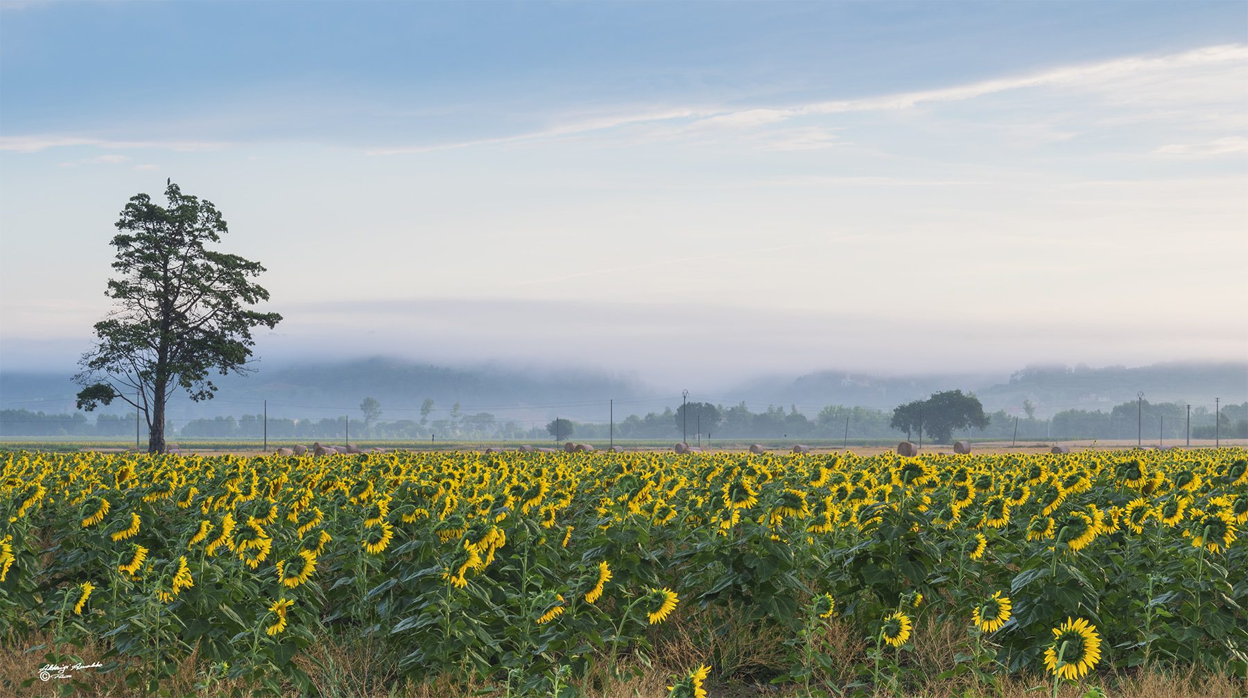 Girasoli..e la foschia..