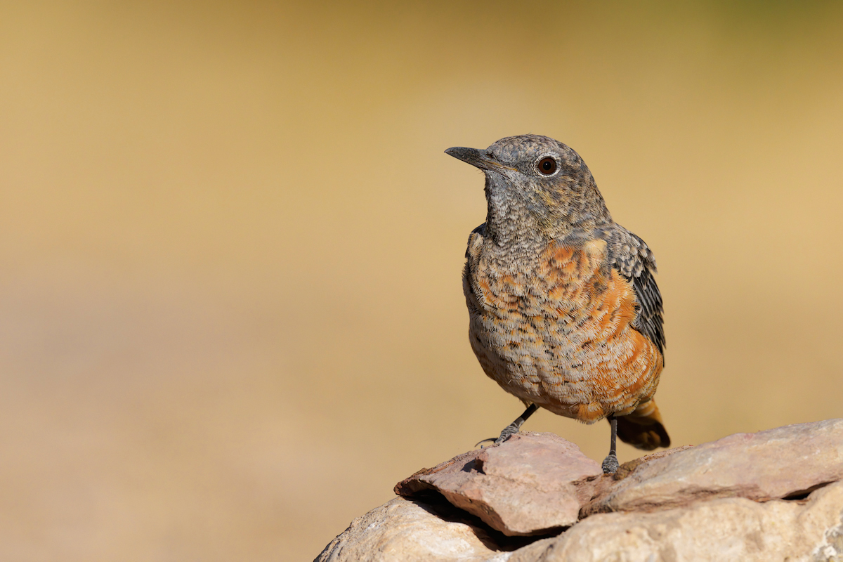 Codirossone (Monticola saxatilis) In abito riproduttivo