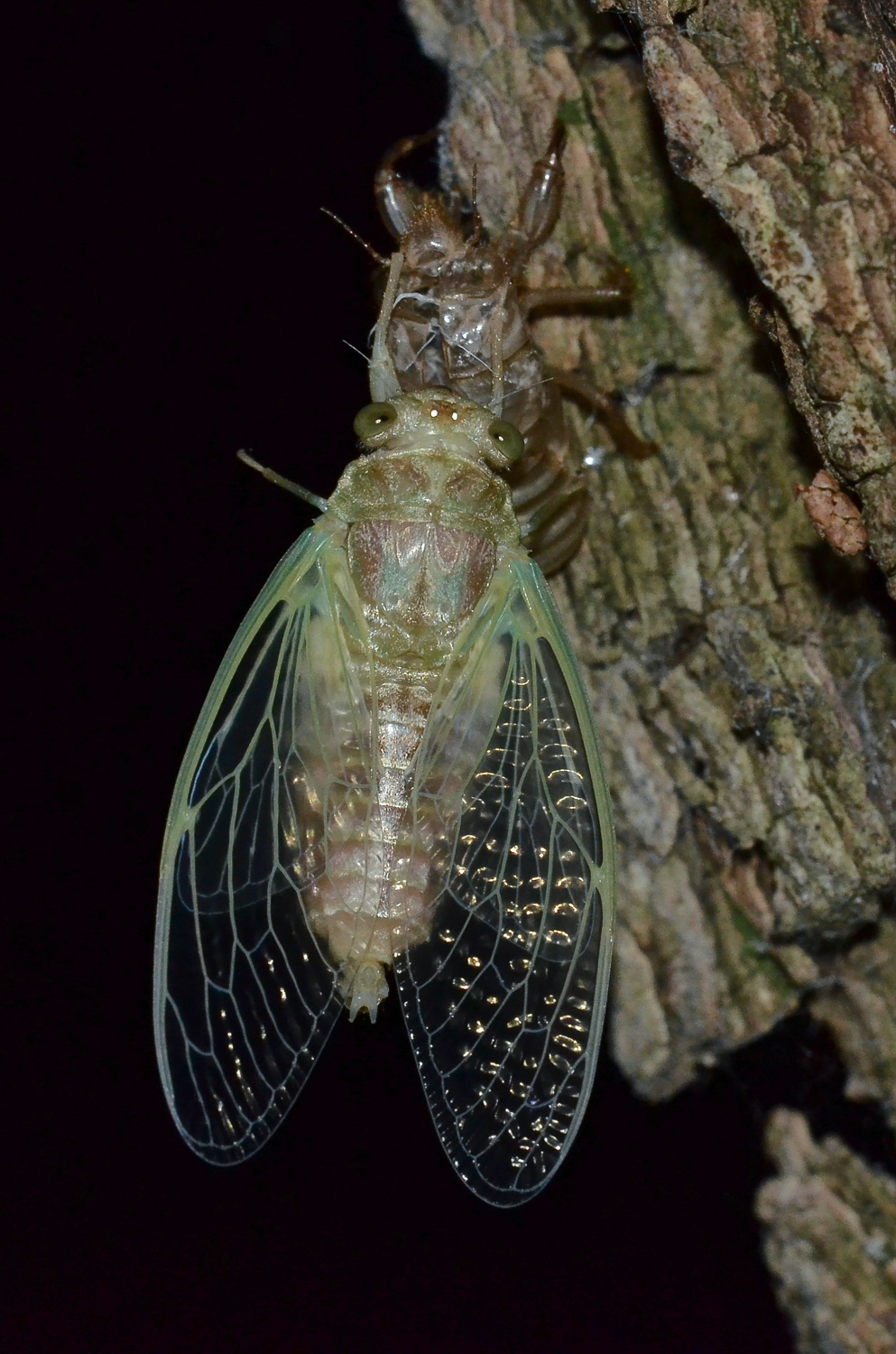 Cicala