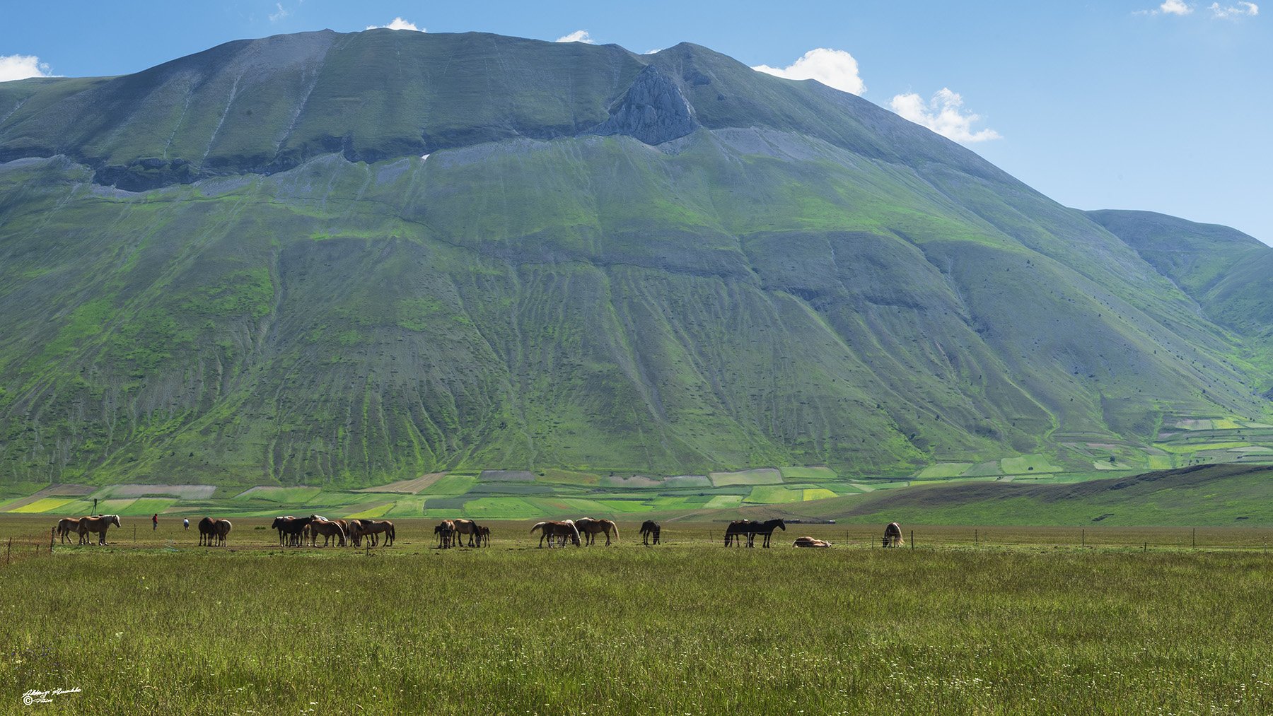 Cavalli nella Prateria..