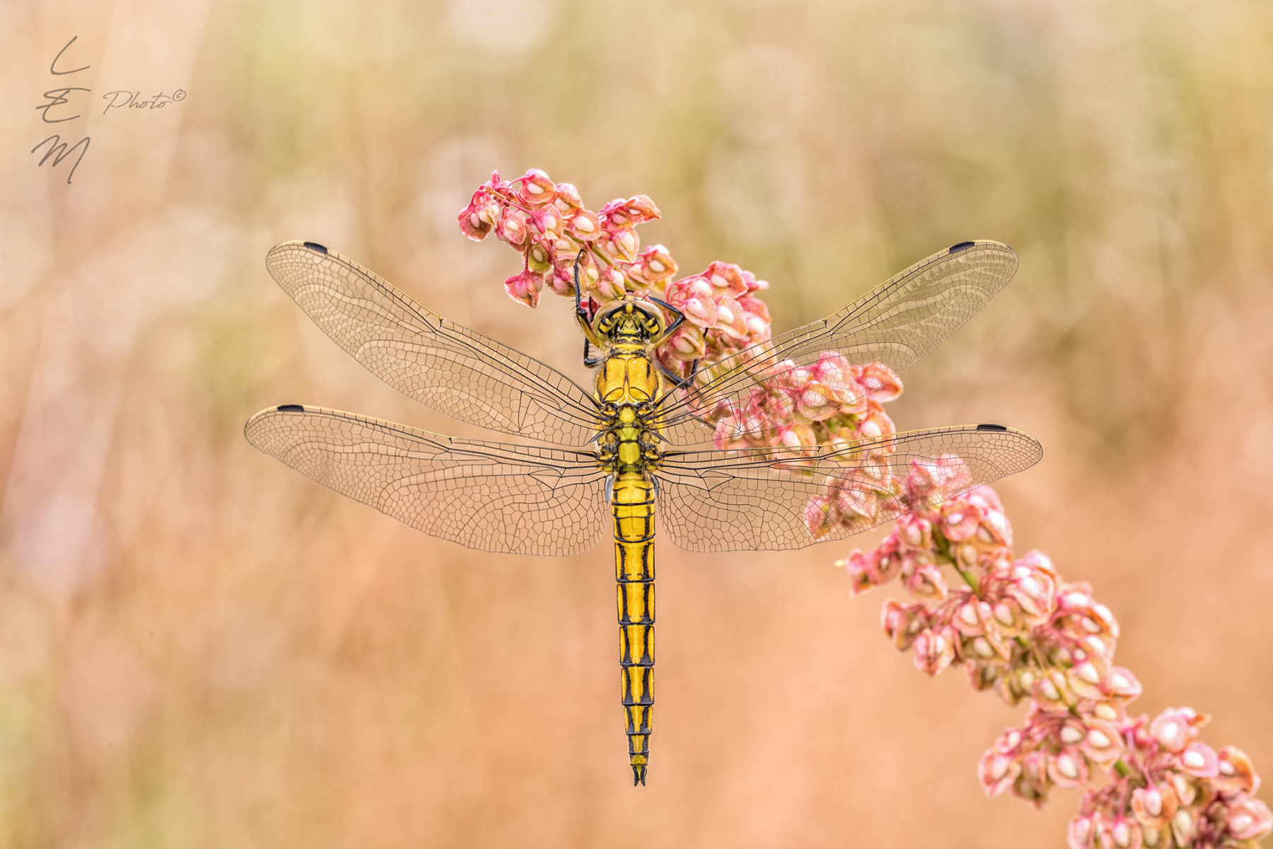 Orthetrum cancellatum (linnaeus 1758)