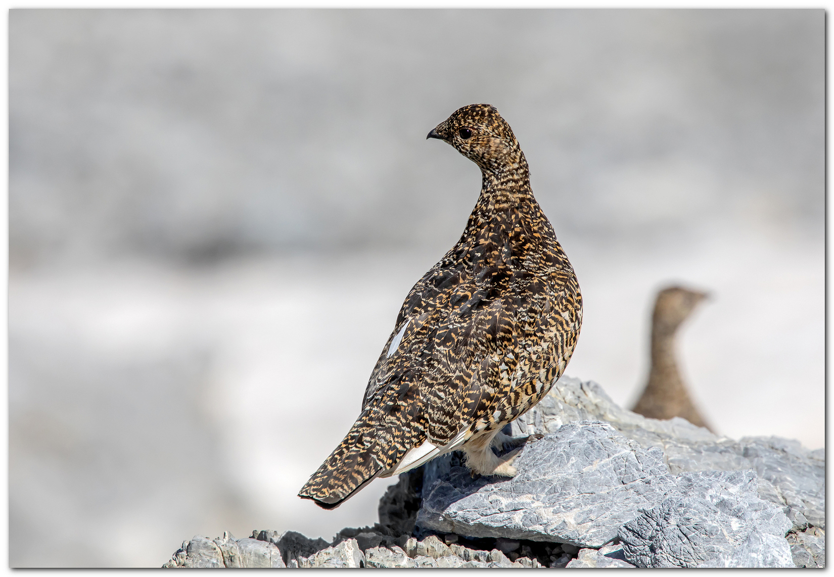 Pernice bianca. P.N.Stelvio