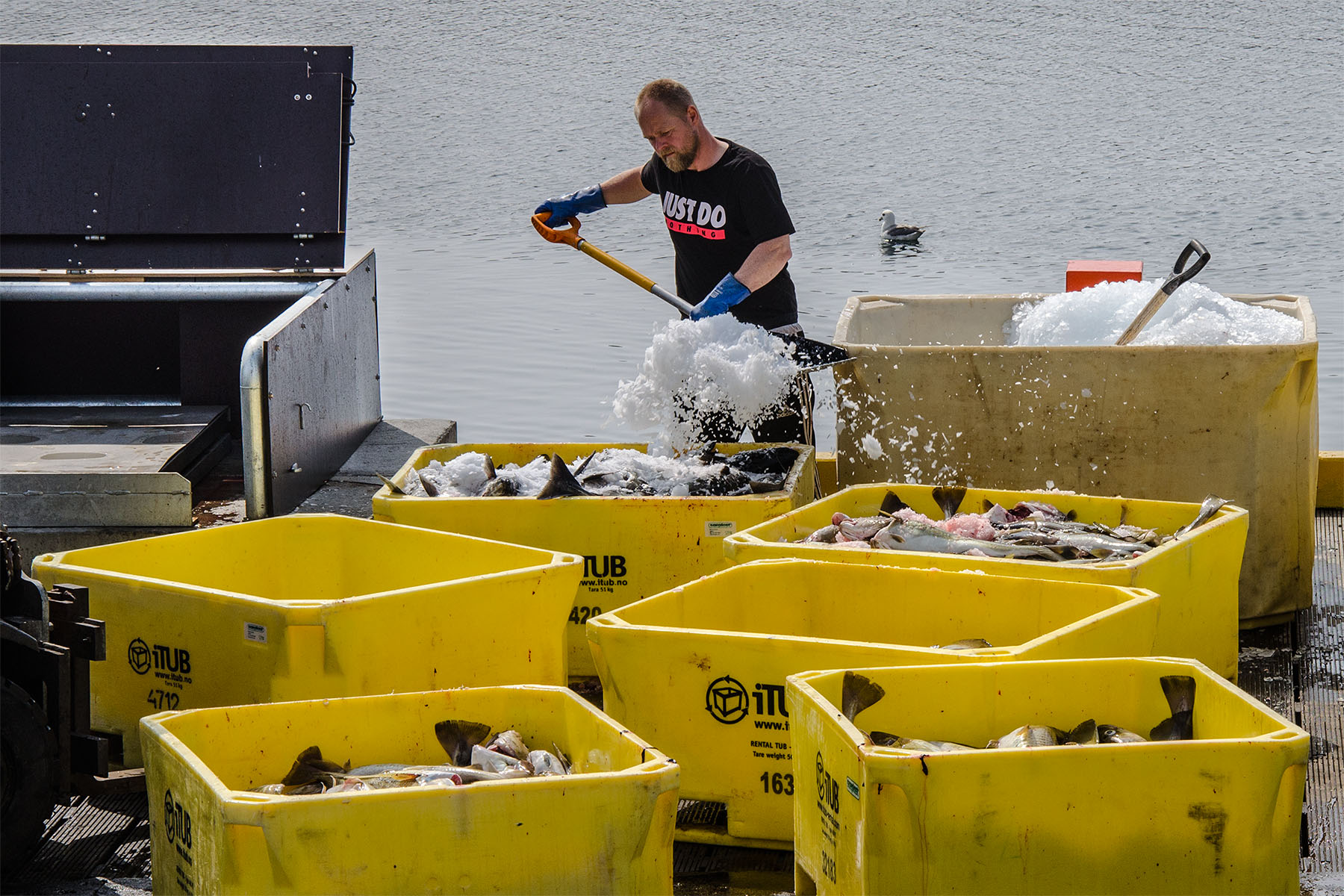 la salatura dei merluzzi