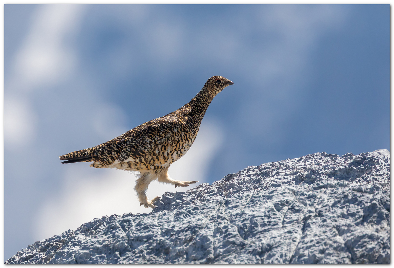 Sul filo del cielo. (Pernice bianca)