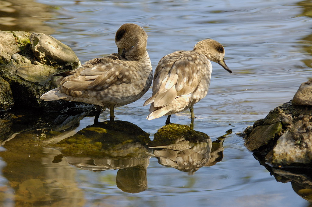 Ben Svegliata Cara....Colazione!