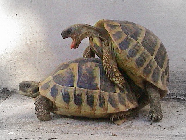 E' Primaveraaaaa ....