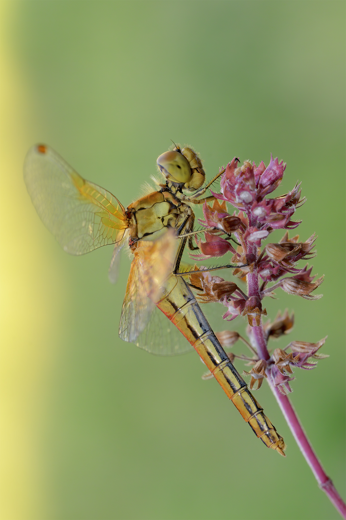 Libellula
