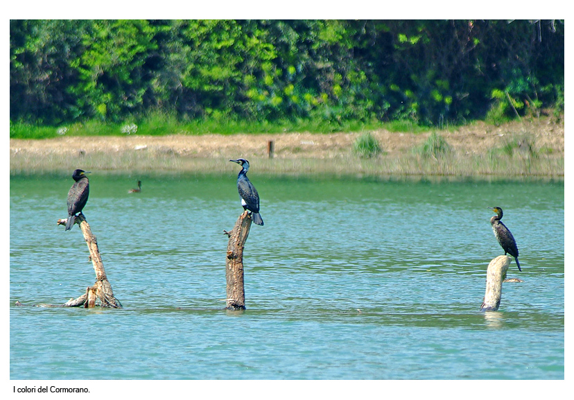I colori del Cormorano