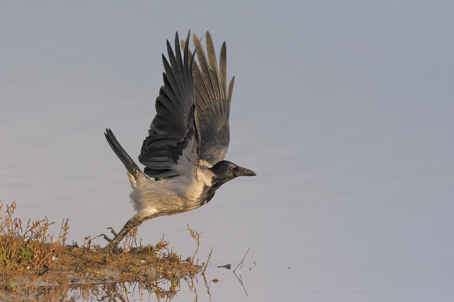 Cornacchia-allo-stacco_DSC4055