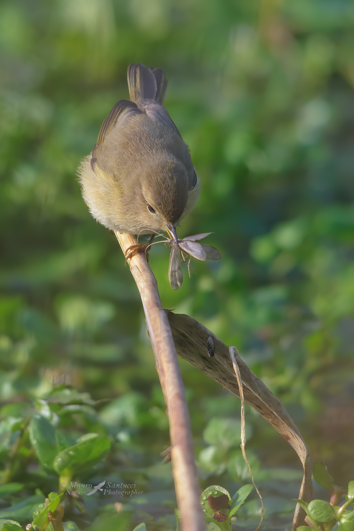 Lui-piccolo-con-preda-file#4539