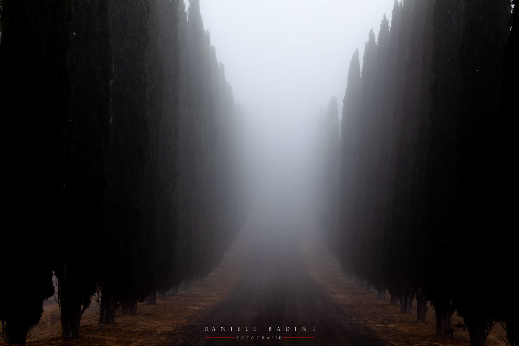 cipressi & nebbia