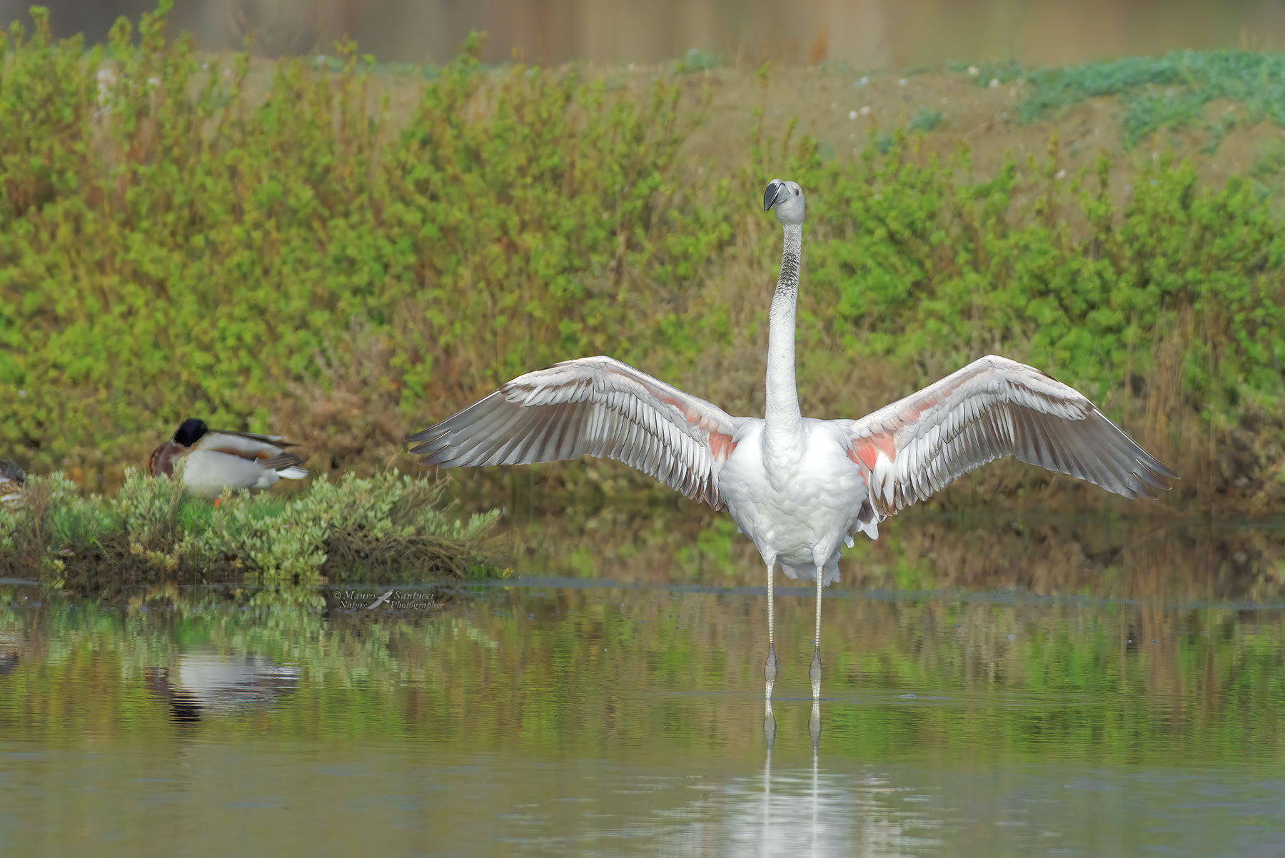 Fenicottero-_DSC4084