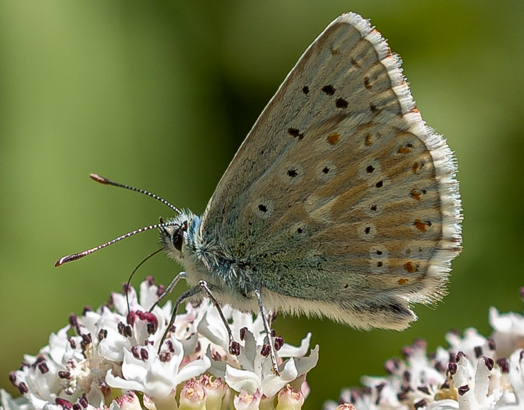 Plebejus argus
