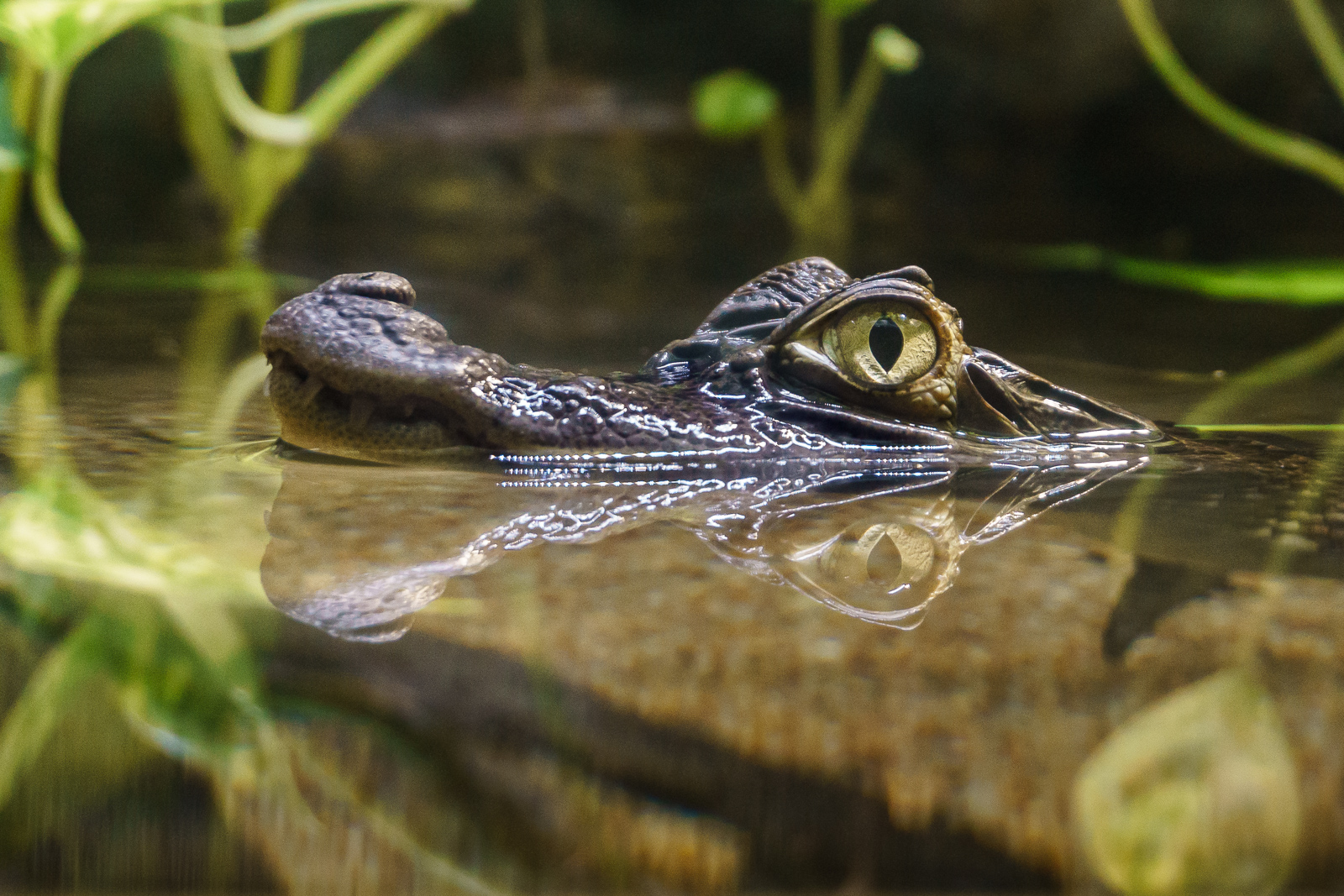 Mini alligatore in paludario