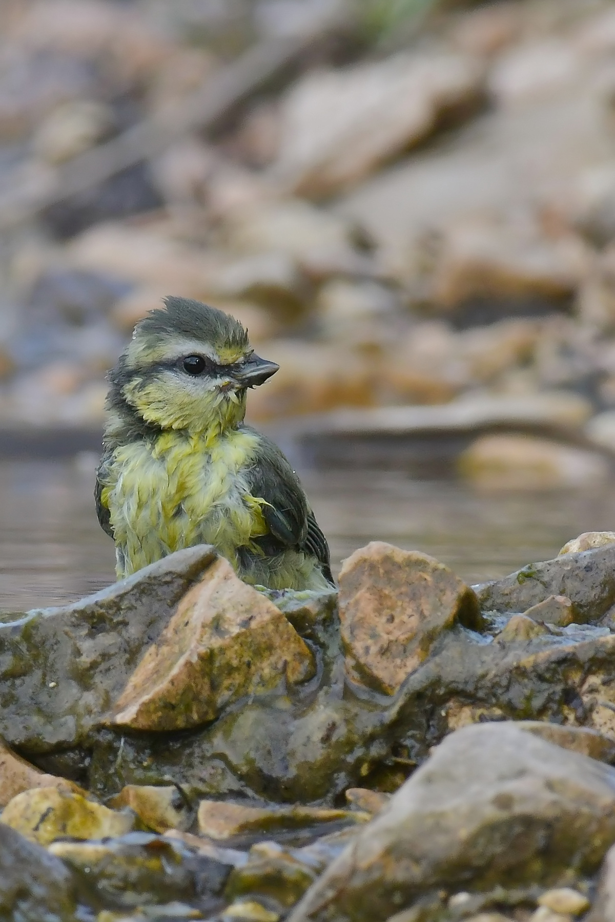 Cinciarella al bagno