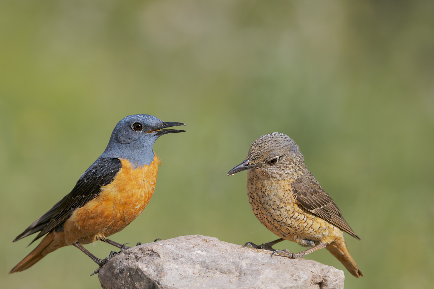 Codirossone maschio e femmina(Monticola saxatilis)