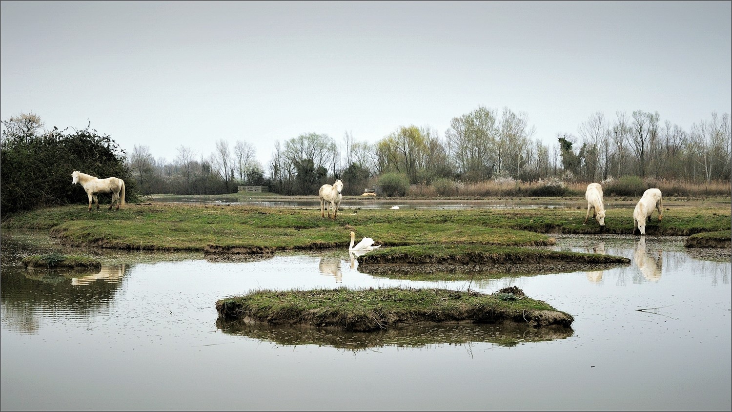 Isola della Cona (GO)