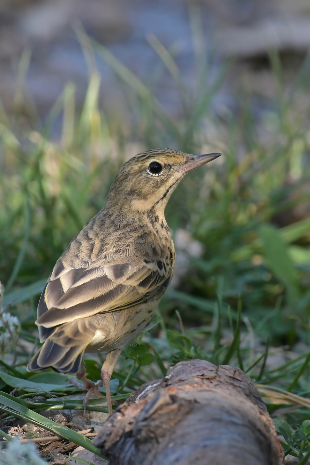 Prispolone baciato dal sole