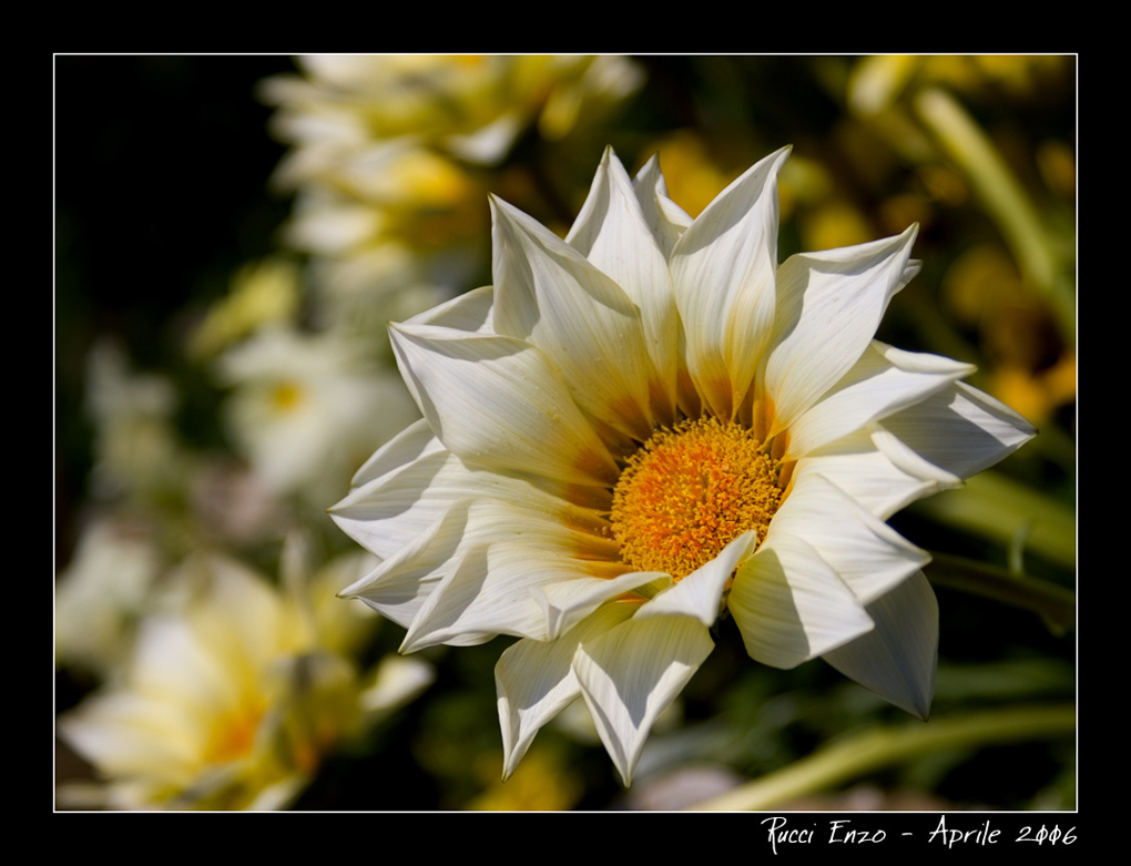 Fiore3