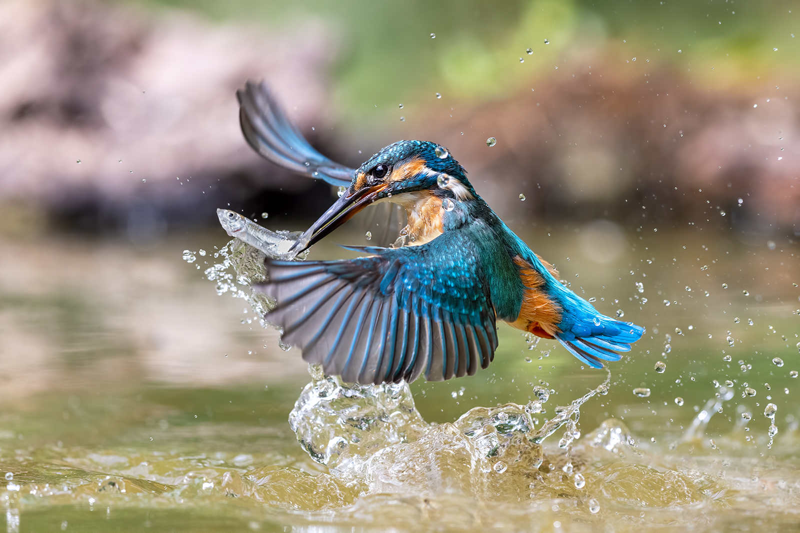 martin pescatoreoasi