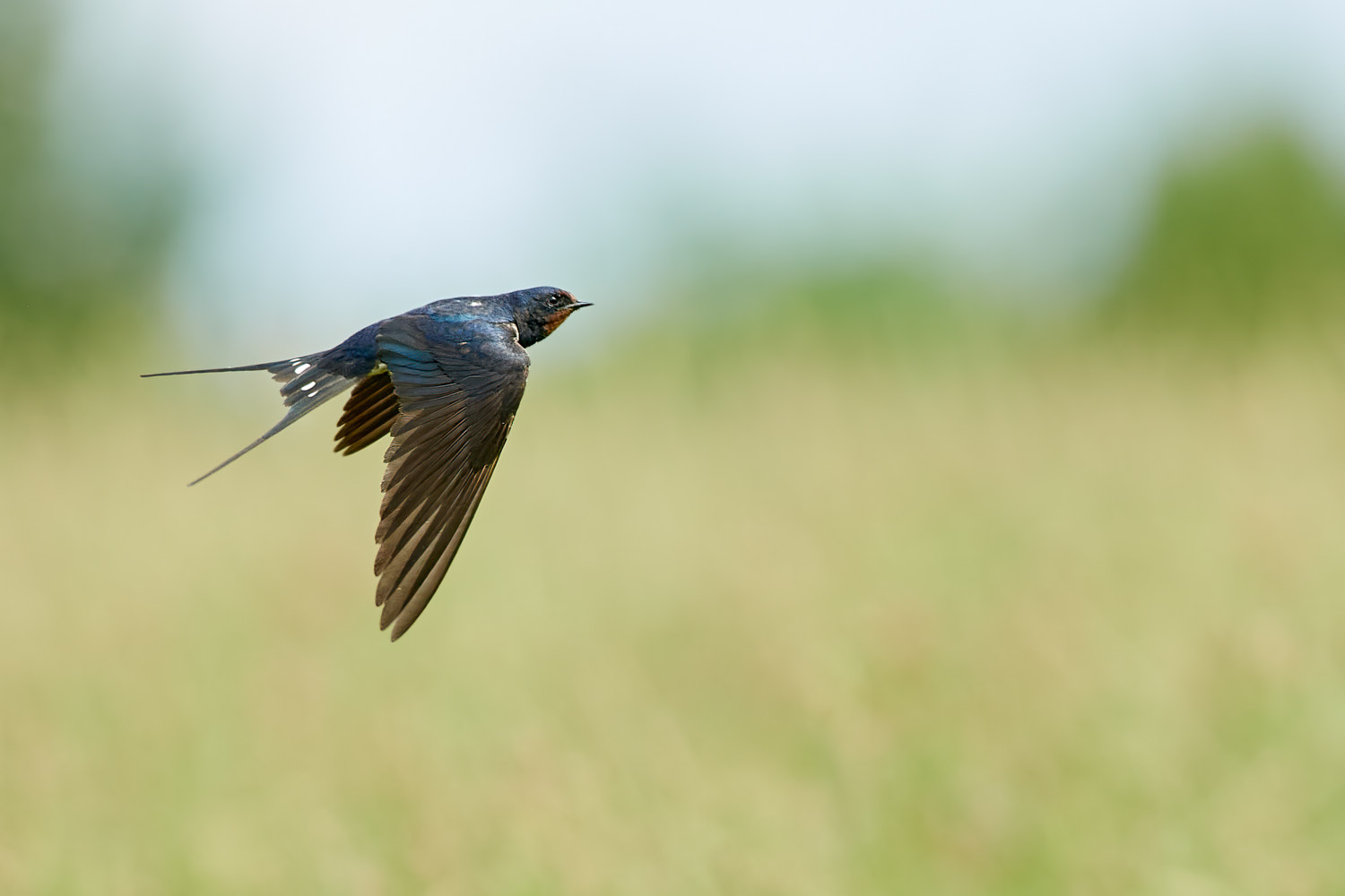 Rondine di passaggio