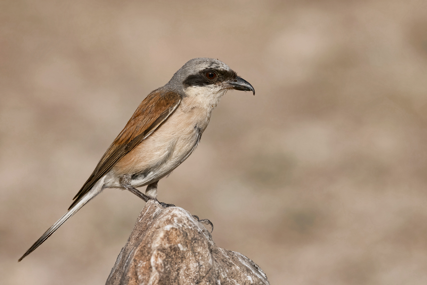 Averla piccola (Lanius collurio)