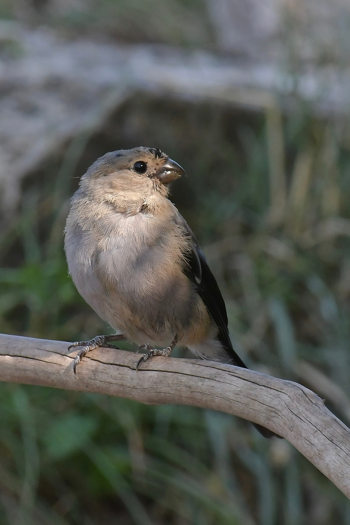 Ciuffolotta baciata dal sole