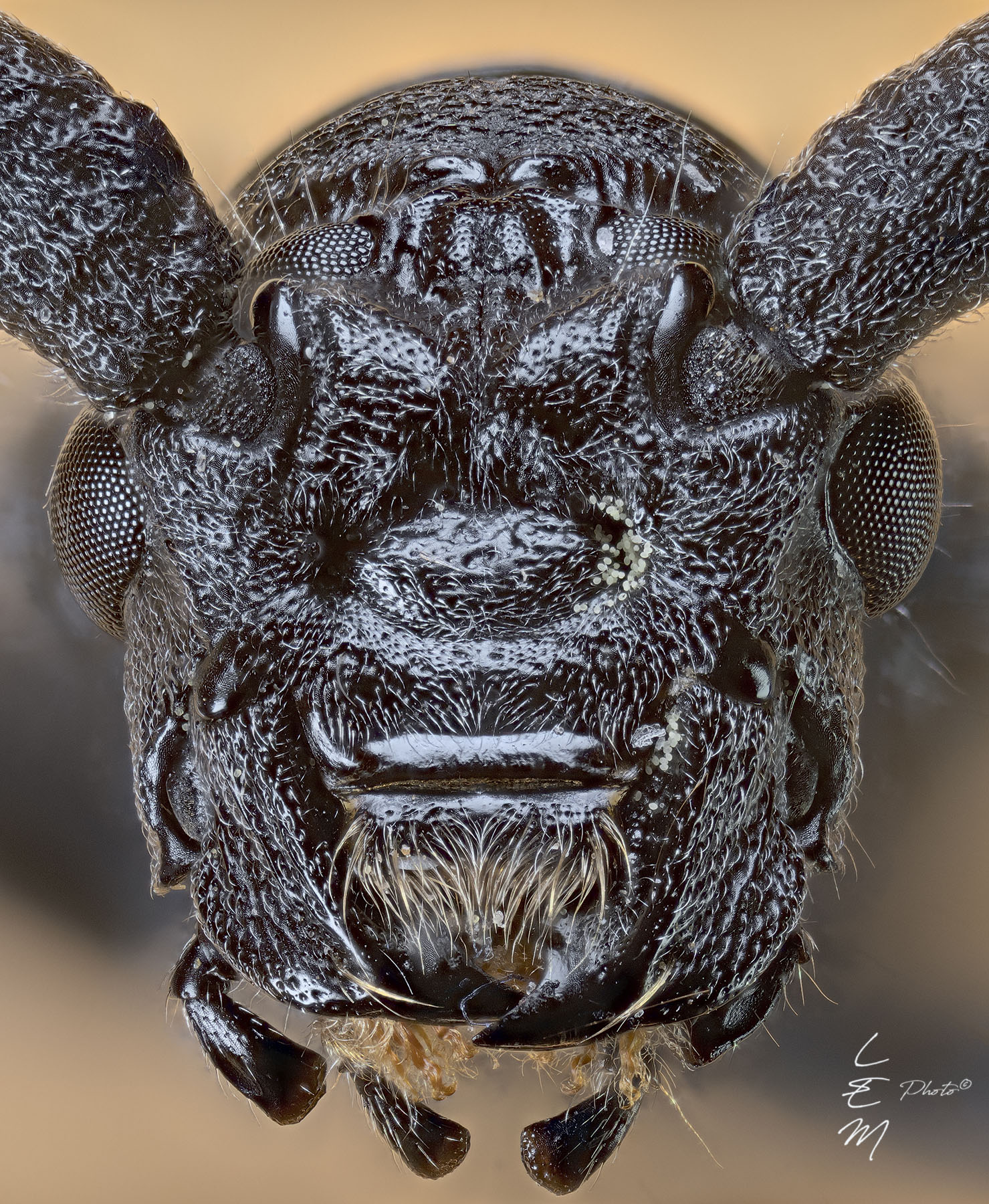 Cerambyx cerdo (Linneaus, 1758)