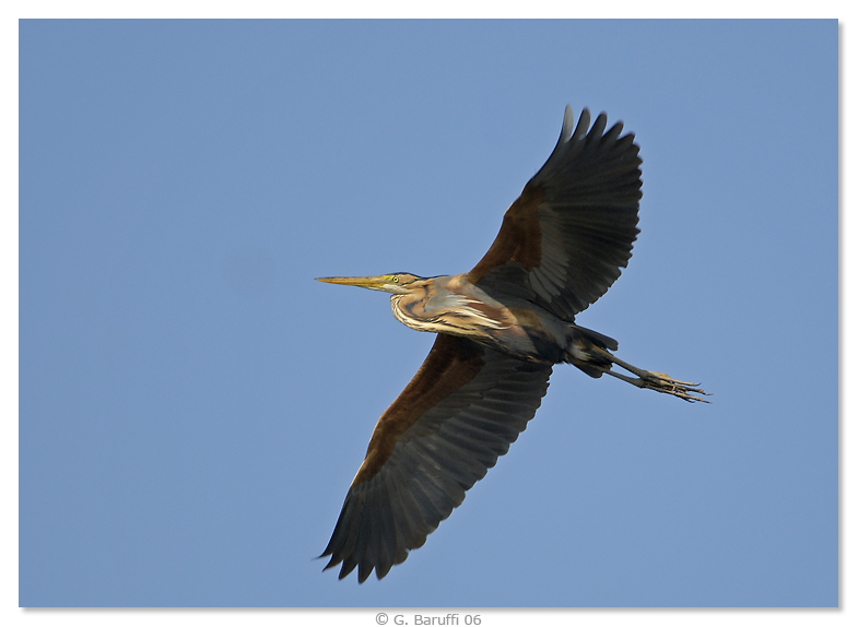 Airone rosso in volo