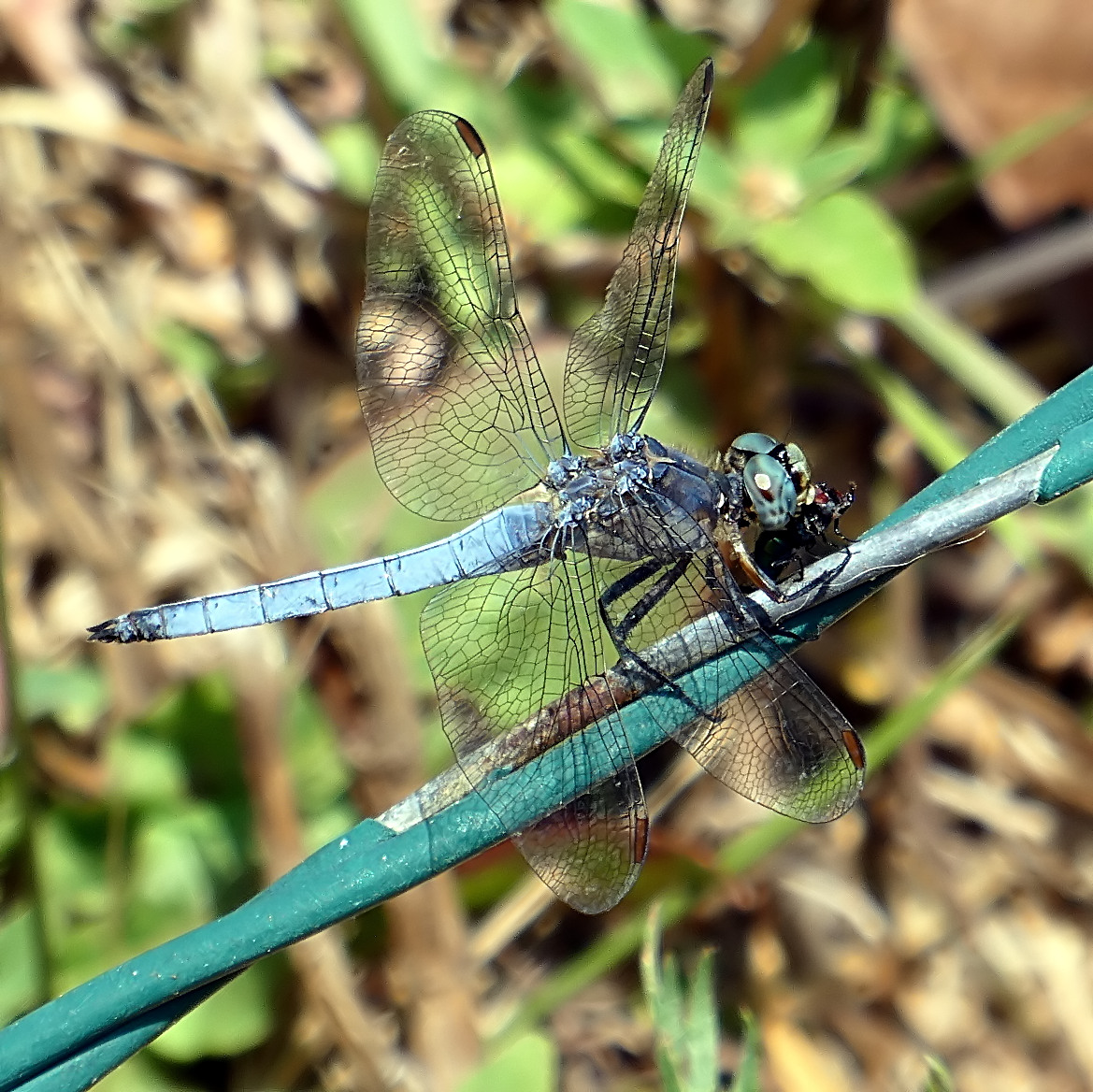 *** Buon appetito ***