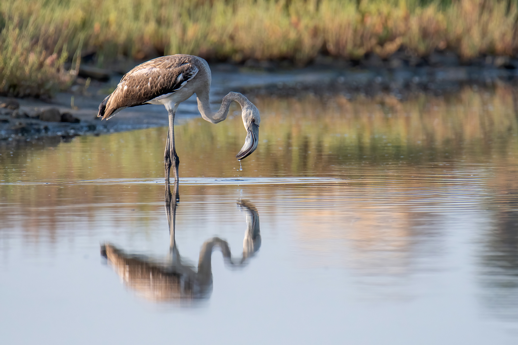 Giovane Fenicotteri rosa