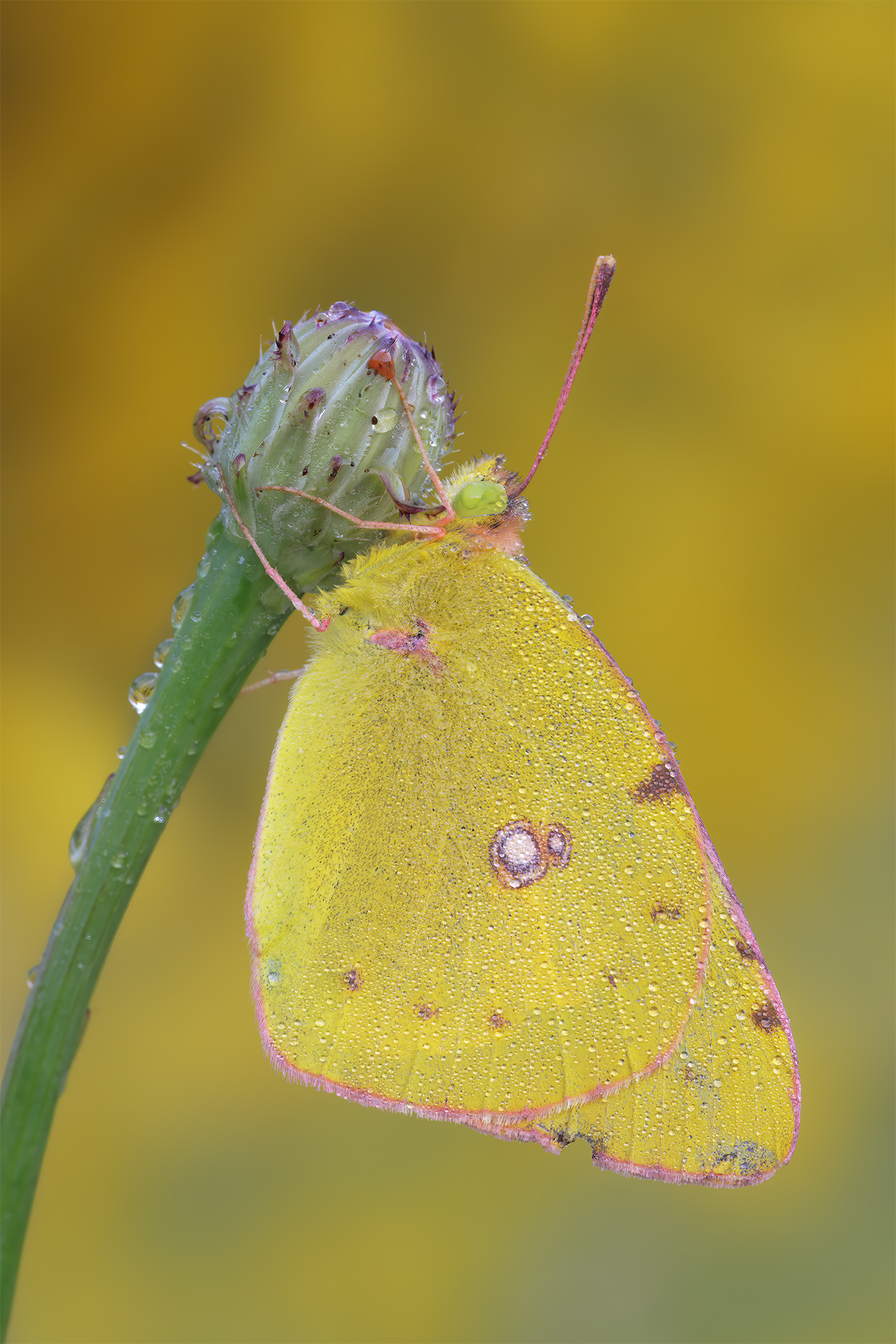Colias crocea