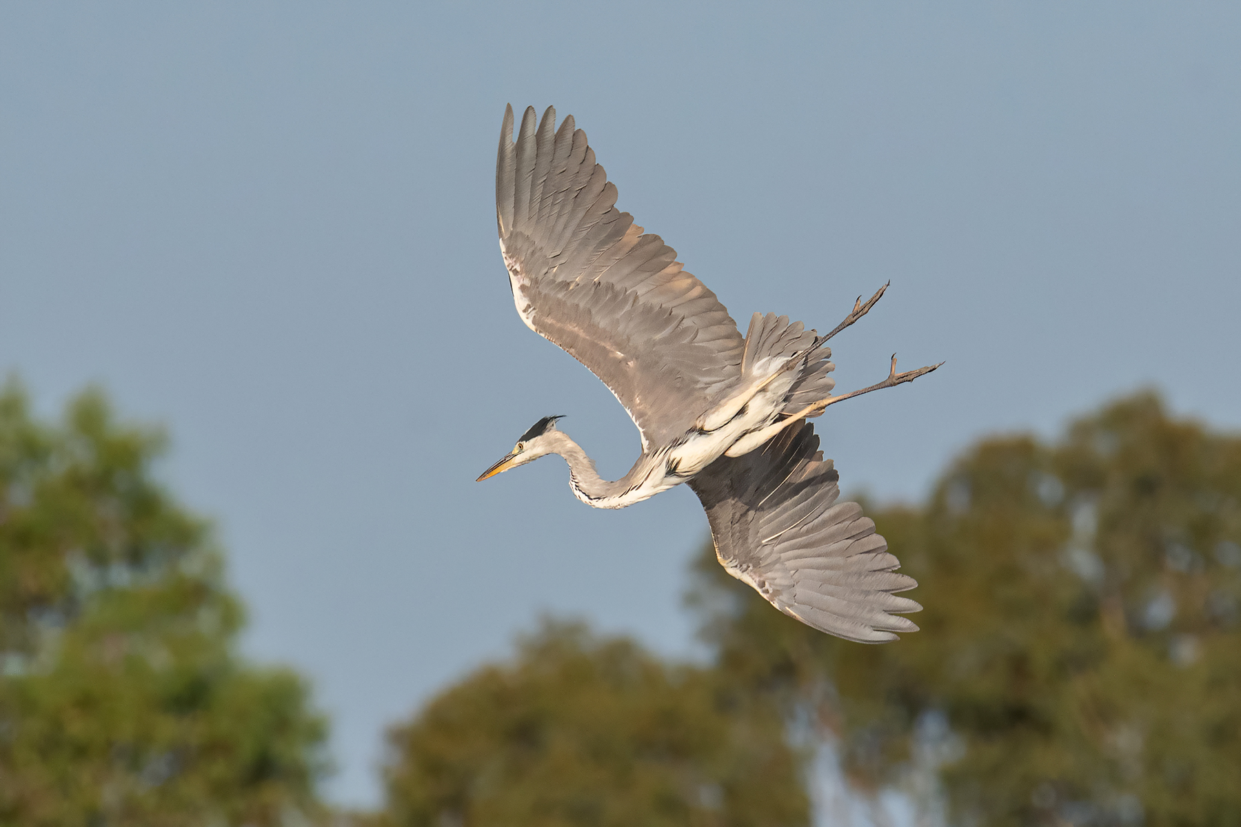 Airone cenerino in versione Kamikaze