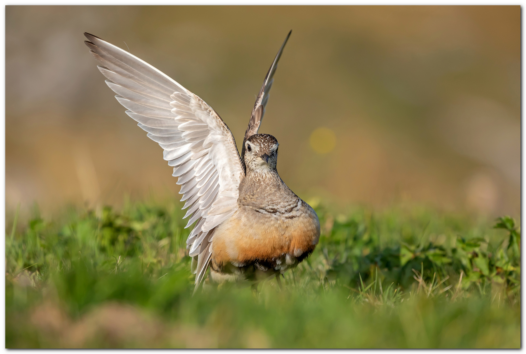 L'angelo venuto dal freddo. Piviere Tortolino