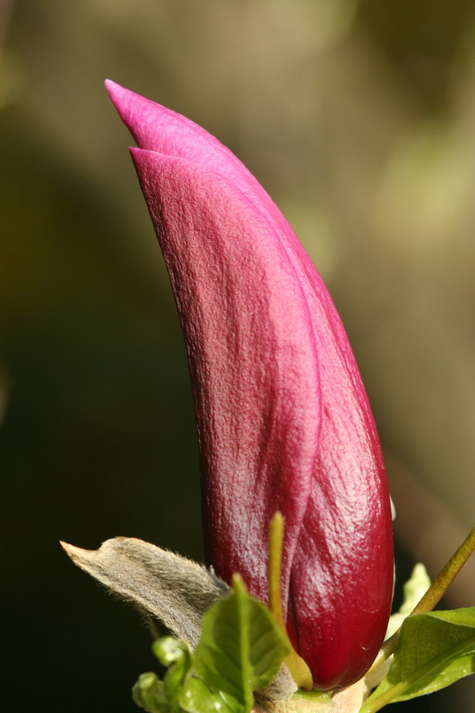 fiore di magnolia