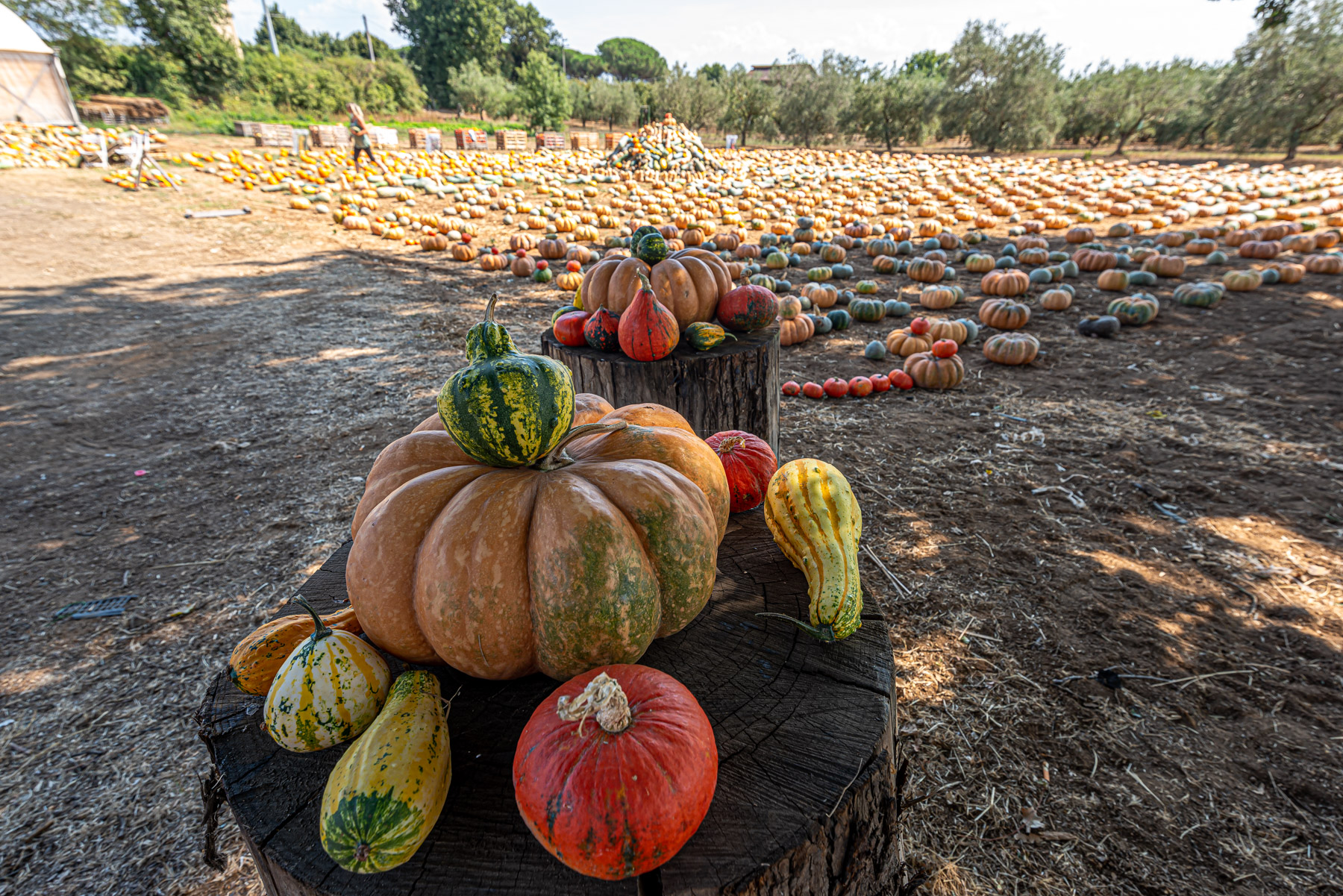 Una volta erano tutte carrozze...che traffico