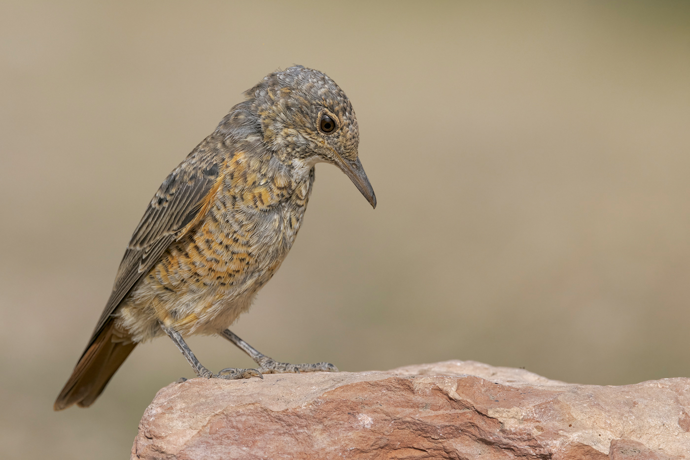 Codirossone (Monticola saxatilis)