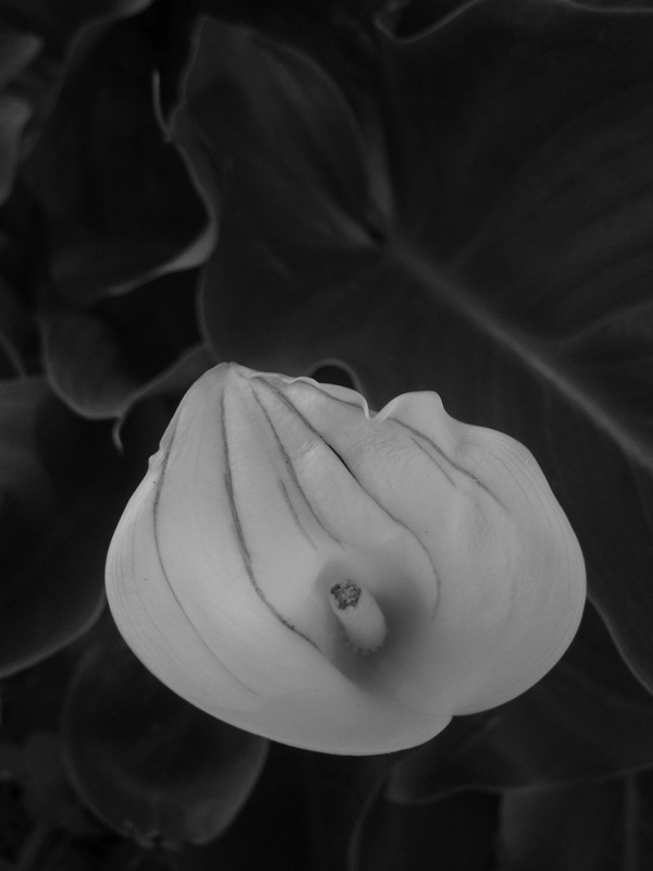 ..Calla calligrafica