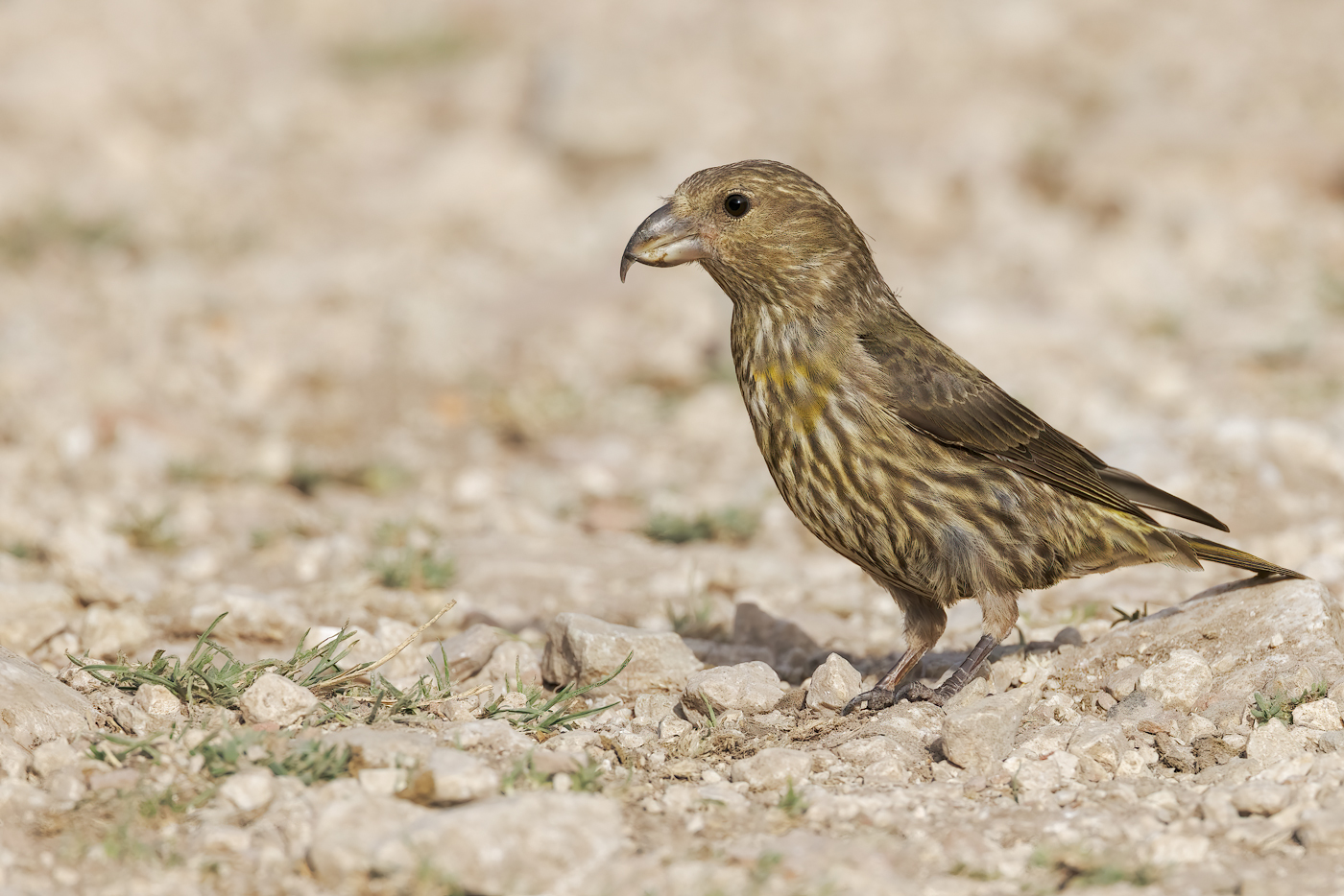 Crociere  (Loxia curvirostra)