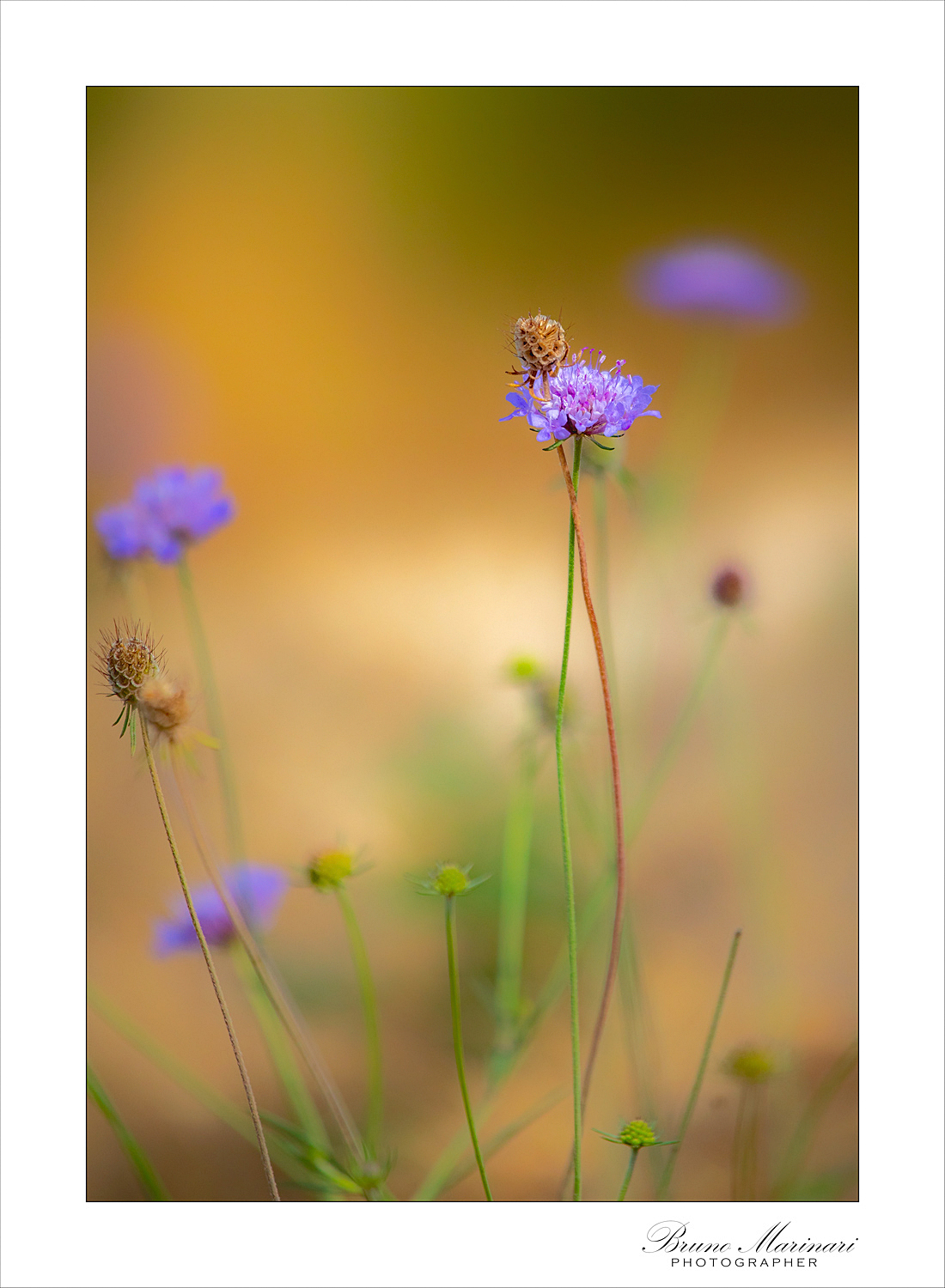 La delicatezza dell'autunno