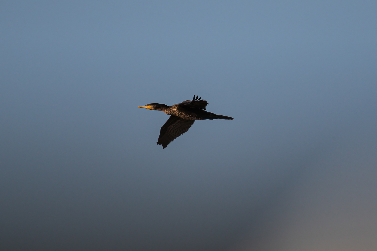 cormorano