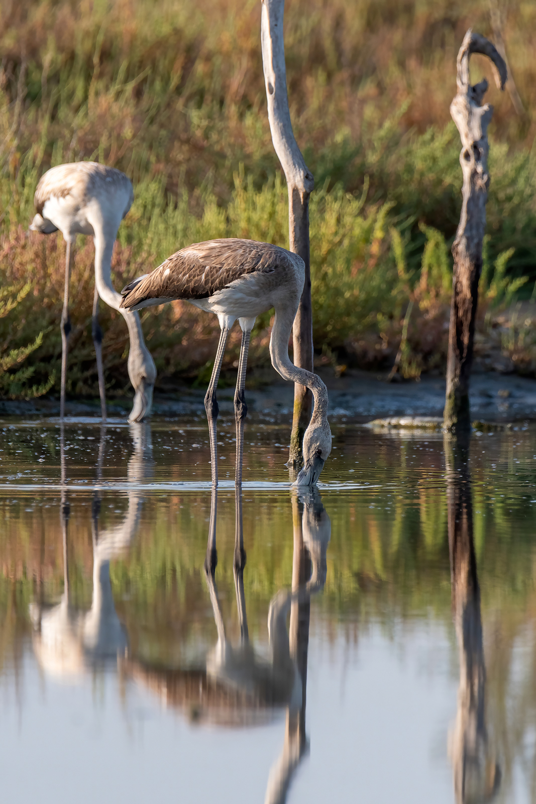 Fenicotteri rosa Juv.