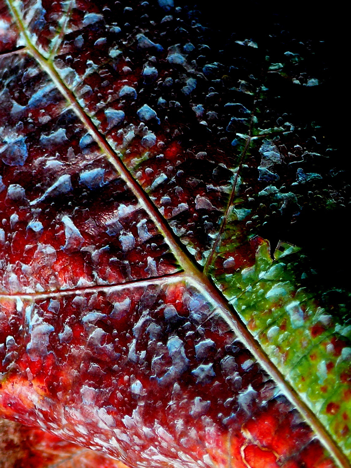 *** Autunno colorato ***