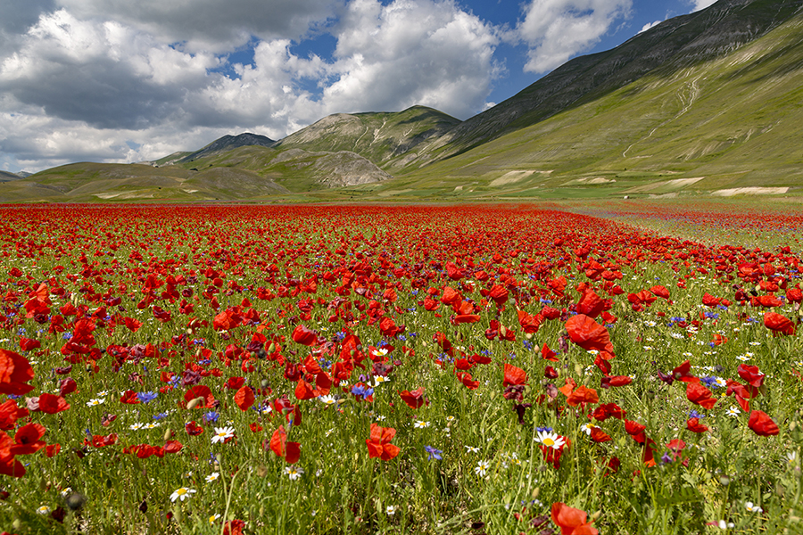 Castelluccio, la Piana