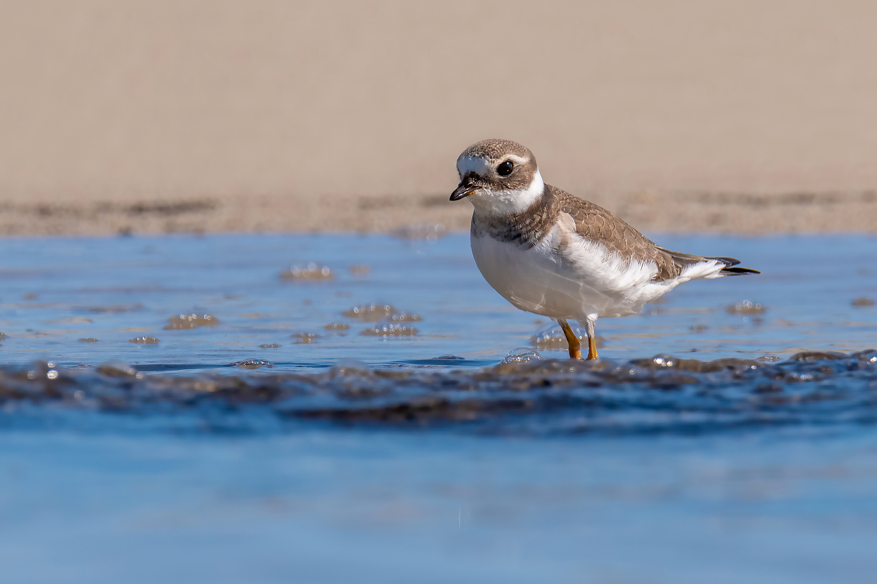 Corriere grosso Juv.